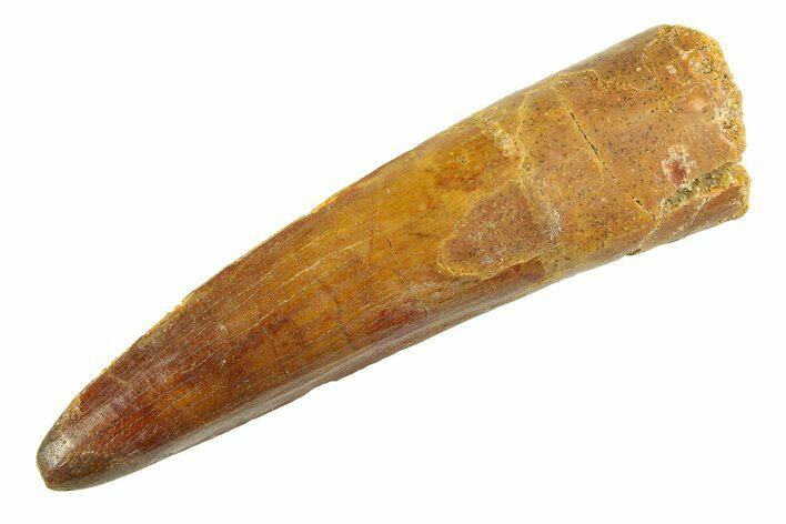 Fossil Spinosaurus Tooth - Real Dinosaur Tooth #354742